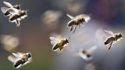 Al igual que en el Antiguo Egipto, la tradición gallega considera que la abeja es “una personificación del alma inmortal”.