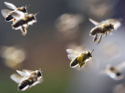 Al igual que en el Antiguo Egipto, la tradición gallega considera que la abeja es “una personificación del alma inmortal”.