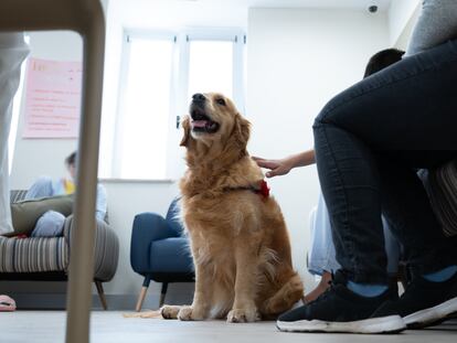 Un perro es acariciado por un paciente en el programa de intervenciones asistidas con animales Inspiradog en el Hospital Universitario 12 de Octubre de Madrid.