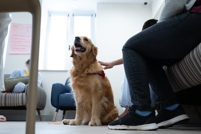 Un perro es acariciado por un paciente en el programa de intervenciones asistidas con animales Inspiradog en el Hospital Universitario 12 de Octubre de Madrid.