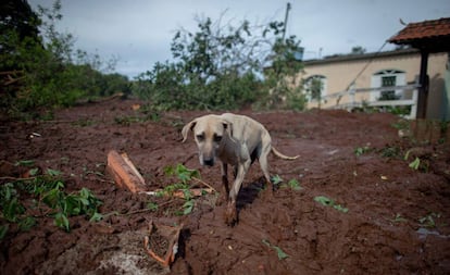 Cachorro caminha pela lama perto de casa soterrada em Brumadinho.