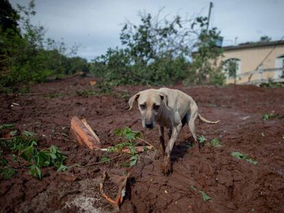 Cachorro caminha pela lama perto de casa soterrada em Brumadinho.