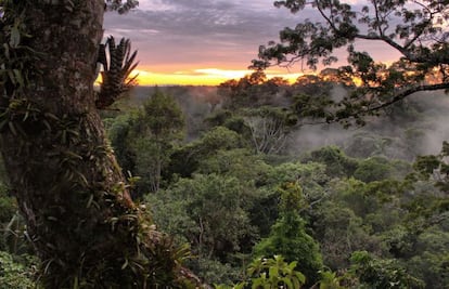 El Parque Nacional Yasuní es el área protegida más grande de Ecuador continental y posee una gran riqueza en flora y fauna.