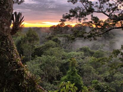 El Parque Nacional Yasun&iacute; es el &aacute;rea protegida m&aacute;s grande de Ecuador continental y posee una gran riqueza en flora y fauna.