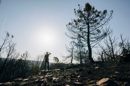 Zona arrasada por las llamas en la localidad abulense de Cebreros, este domingo. El director técnico de extinción de incendios en el Puesto de Mando Avanzado (PMA), Carlos Mendiguchía, ha advertido de las reproducciones que están ocurriendo en el amplio perímetro del incendio de Cebreros (Ávila), que esta noche ha tenido una evolución favorable.
