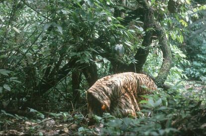 Aspecto del falso tigre que veían las orangutanas, un miembro del equipo que se cubría con una manta con el estampado felino.