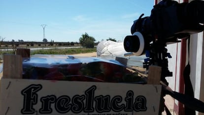 Fresas de uno de los invernaderos cercanos a los límites del Parque Nacional de Doñana.