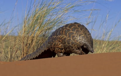 El pangolín es la mayor víctima del tráfico de fauna salvaje, principalmente en Asia y en África. En estos dos continentes hay ocho especies diferentes, dos de ellas en grave peligro de extinción según la UICN: el pangolín chino ('Manis pentadactyla') y el malayo ('Manis javanica'). Estos pequeños mamíferos son conocidos por su armadura protectora, ya que se envuelven sobre sí mismos formando una bola cuando se sienten amenazados. Su cobertura escamosa se destina principalmente a la medicina tradicional china en tratamientos contra diversas enfermedades como el asma, el reuma o la artritis. Además, su carne se considera una delicatessen en varios países asiáticos.