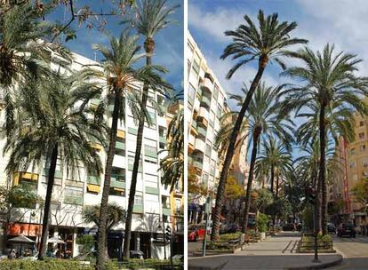 La palmera de 25 metros que destacaba sobre las demás, a la izquierda, ya no está en la foto de la derecha.