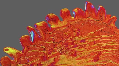 Imagen de la lengua de un gato, tomada con un microscopio óptico. Se obtuvo a partir de una diapositiva que data entre los años 1870 y 1905; los vasos sanguíneos se tiñeron para poder visualizar los capilares, utilizando una técnica que en esa época era una innovación.