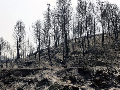 El incendio forestal declarado a última hora del sábado en Azuébar afecta "con carácter provisional y en una primera estimación" a cerca de 500 hectáreas de superficie.