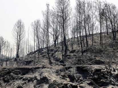 El incendio forestal declarado a última hora del sábado en Azuébar afecta "con carácter provisional y en una primera estimación" a cerca de 500 hectáreas de superficie.