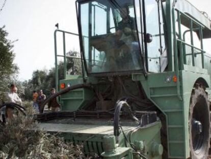 Una maquina recogiendo ramas de olivo en una finca de Andalucía.