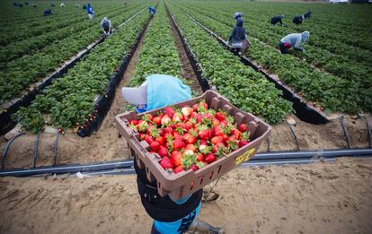 Recolección de fresas en este enclave californiano.