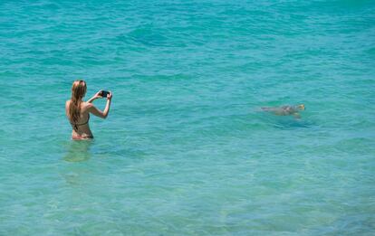 Una mujer fotografía a una tortuga que se aproxima a una playa de Somerset (Islas Bermudas).