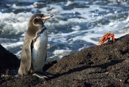 Un pingüino de Galápagos ('spheniscus mendiculus') en la isla de Santiago, también conocida con los nombres de San Salvador y James.