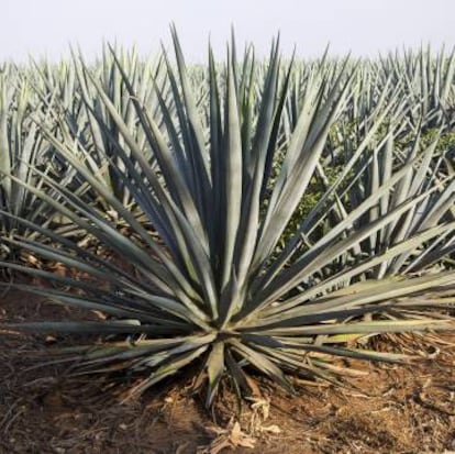 Proceso de embotellado de tequila en la factoría. Y campos de agave azul, el único empleado en la elaboración de tequila, en los terrenos de Melly Barajas.