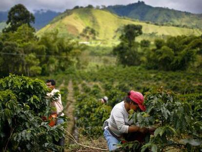 Plantação de café em Gigante, na Colômbia.