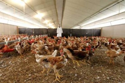Granja de pollos en Janze, Francia.