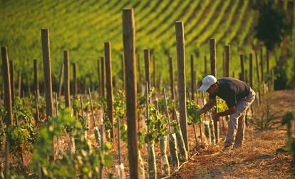 Un trabajador cuida las uvas de un vi&ntilde;edo de la Bodega Altar, en Colchagua (Chile) .