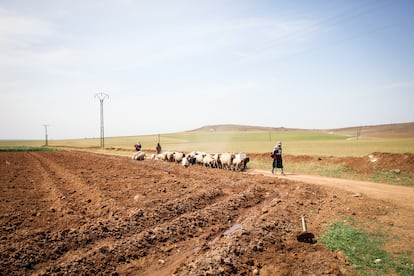 Pastores de las aldeas cercanas a Jinwar dejan pastar a sus ovejas en las tierras del pueblo.