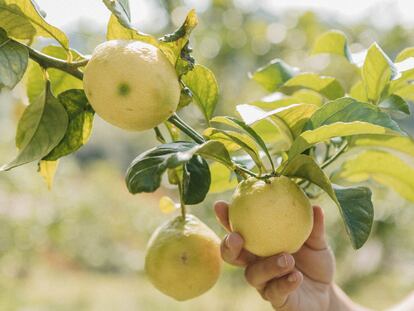 El espesor de la piel de los limones de Novales es más gruesa que el de la mayoría de variedades, lo que hace que se mantengan frescos durante más tiempo.