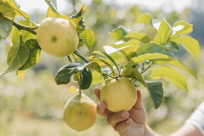 El espesor de la piel de los limones de Novales es más gruesa que el de la mayoría de variedades, lo que hace que se mantengan frescos durante más tiempo.