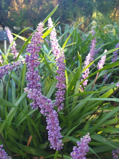 Liríopes tapizando el suelo de un jardín.