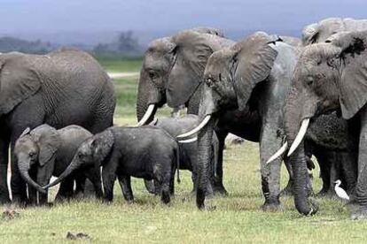 Miembros de una de las 54 familias de elefantes del parque nacional de Amboseli, en Kenia. La reserva alberga unos 1.300 paquidermos, cuyo desarrollo (con ejemplares de hasta 60 años) es seguido uno a uno.