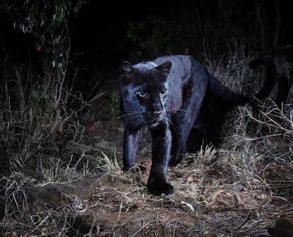 Un leopardo negro en Kenia.