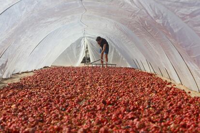 Zaragoza y su abuelo llegaron a cosechar 60.000 kilos de ñora seca en 2021.