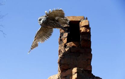 A tawny owl leaves a chimney in the 30 km (19 miles) exclusion zone around the Chernobyl nuclear reactor in the abandoned village of Kazhushki, Belarus, March 16, 2016. What happens to the environment when humans disappear? Thirty years after the Chernobyl nuclear disaster, booming populations of wolf, elk and other wildlife in the vast contaminated zone in Belarus and Ukraine provide a clue. On April 26, 1986, a botched test at the nuclear plant in Ukraine, then a Soviet republic, sent clouds of smouldering radioactive material across large swathes of Europe. Over 100,000 people had to abandon the area permanently, leaving native animals the sole occupants of a cross-border "exclusion zone" roughly the size of Luxembourg.  REUTERS/Vasily Fedosenko SEARCH "WILD CHERNOBYL" FOR THIS STORY. SEARCH "THE WIDER IMAGE" FOR ALL STORIES