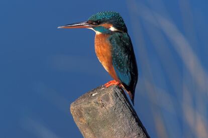 Su plumaje es muy llamativo: azul brillante en las alas, cola y dorso, y pecho y vientre naranja intenso. Se alimenta exclusivamente de pequeños peces y renacuajos. Anida en galerías que excava en las orillas del río.