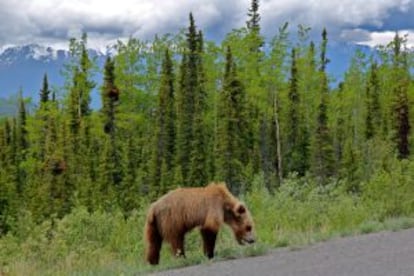 Un oso grizzlie salvaje cerca del Tanana Valley State Forest, en Alaska.