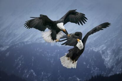 Dos águilas calvas (Alaska) se baten con furia en una verdadera demostración de acrobacias aéreas. Sus poderosas garras y su agilidad en vuelo les permiten tender emboscadas a sus congéneres para robarles las presas.