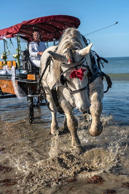 Los caballos del mar. Solène Lavenan ofrece paseos en carro tirado por sus caballos percherones ‘Filou’ y ‘Vaquero’. Se puede elegir entre las dos rutas: la playa de Sillon o La punta de la Varde.
