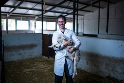 El veterinario Pablo Bermejo y el cordero Teodoro, en la granja experimental del INIA-CSIC, a las afueras de Madrid, el 13 de agosto.