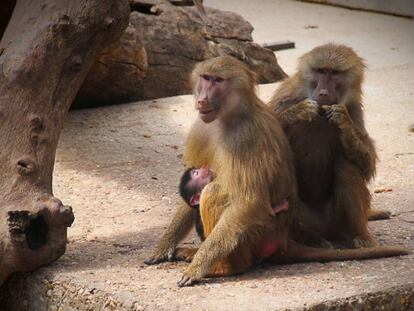 Dos monos babuinos adultos y una cr&iacute;a, en el zoo de Madrid, en una foto de archivo.