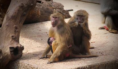 Dos monos babuinos adultos y una cr&iacute;a, en el zoo de Madrid, en una foto de archivo.