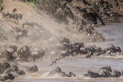 Cientos de ñus cruzan el río Mara, en el Parque Nacional de Masái Mara, Kenia. La reducción de turistas se ha debido al impacto de la pandemia global de la covid-19, por la que las autoridades kenianas mantuvieron prohibidos los vuelos internacionales hasta el pasado 1 de agosto de 2020.