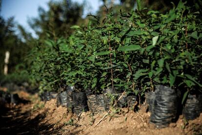 El cultivo ecológico de hierbas y plantas locales ha sido practicado por distintas comunidades de campesinos, que a través del programa Kardep son beneficiarios de un sistema de ahorros y acceso al crédito.