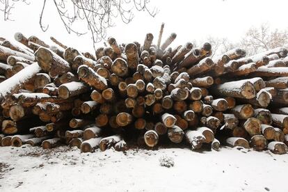 Troncos de pinos de los Montes de Valsaín apilados para ser procesados.