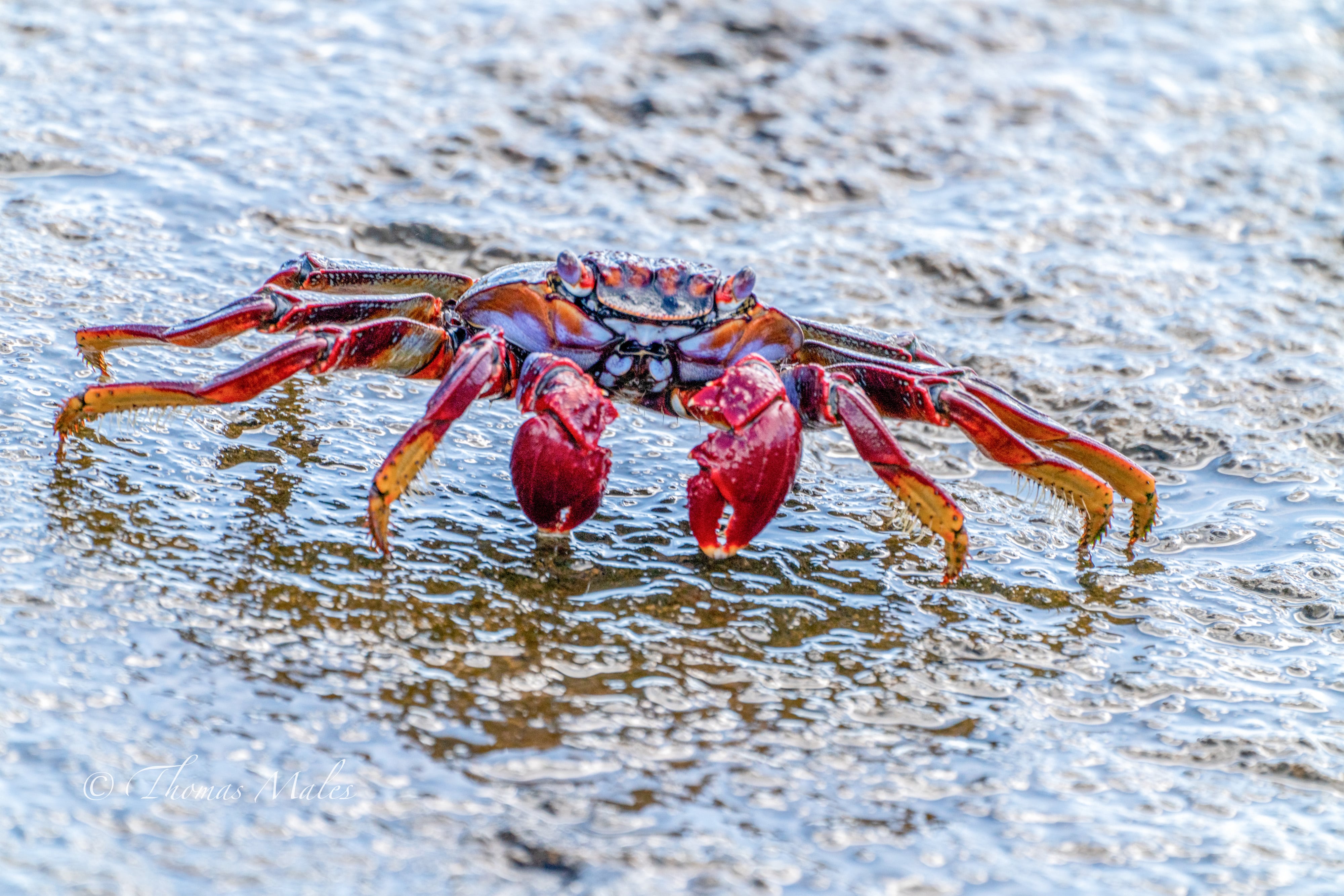 Un cangrejo de roca rojo, junto al agua en Tenerife (Islas Canarias). 