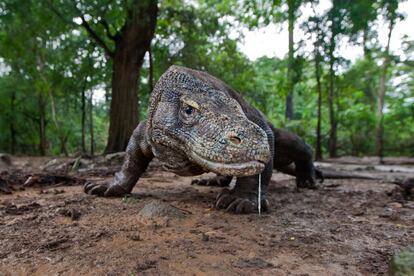 El 6 de marzo de 2017, Google dedicó uno de sus populares 'doodles' (diseños especiales de su logo para conmemorar fechas especiales) al 37º aniversario del parque nacional de Komodo, en Indonesia, creado para proteger al singular dragón de Komodo (en la foto) que le da nombre. El 'doodle' en cuestión ponía a prueba los conocimientos de los usuarios sobre este lagarto, el de mayor tamaño del planeta, y sobre el propio parque, situado en las tres islas más grandes –Komodo, Padar y Rinca–, y 26 más pequeñas, del archipiélago de la Sonda, de origen volcánico. En 1991 fue declarado patrimonio mundial por la Unesco.