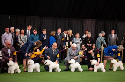 Media docena de perros de la raza bichon frisé compiten por ser elegidos como el ejemplar más puro, aquel que mejor representa las características de su raza. Hace dos años un ejemplar se impuso en el concurso.