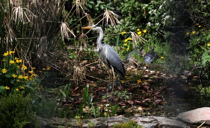 Un ejemplar de garza real 'Ardea cinerea', en un jardín de la urbanización La Berzosa, en Hoyo de Manzanares, Madrid.