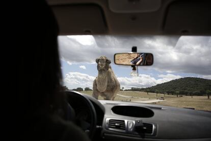 Un dromedario se acerca a un coche de un visitante durante el recorrido.