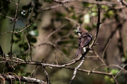 Un pájaro en el Karura Forest.