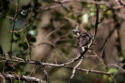 Un pájaro en el Karura Forest.