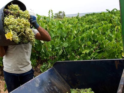 La sequía frustra la previsión de año récord para el vino